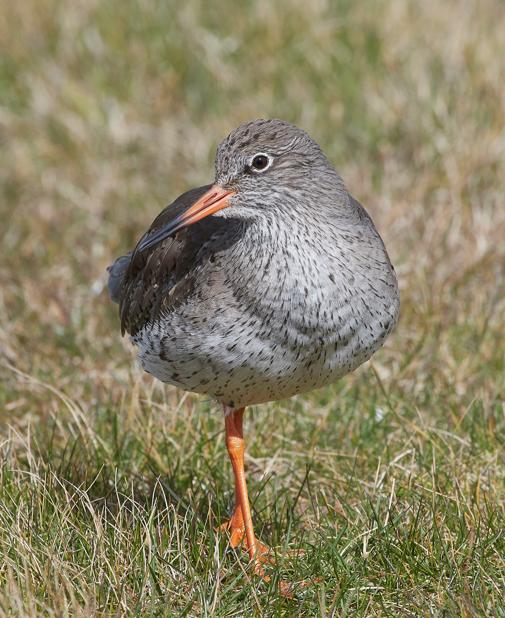 RedshanK290318-5