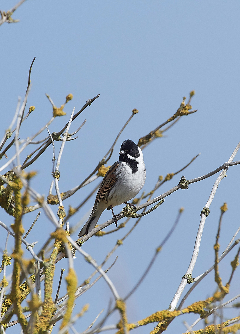 ReedBuntingCley250418-1