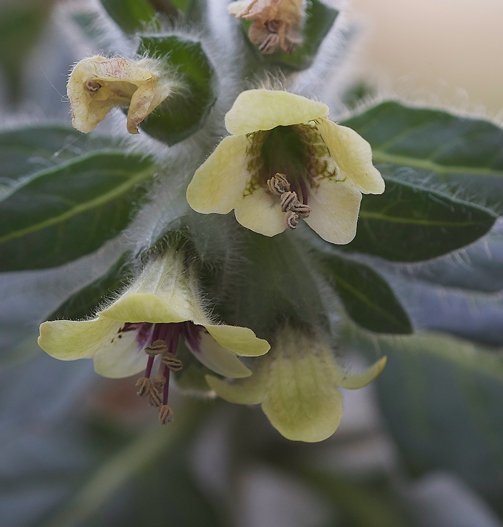 RhodesTownWhiteHenbane0418-1