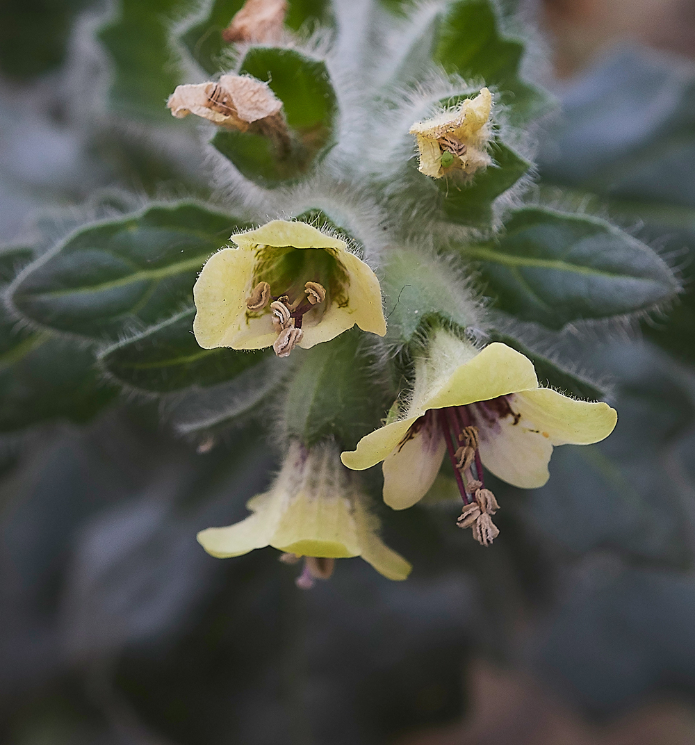 RhodesTownWhiteHenbane0418-2