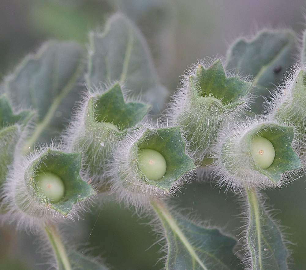 RhodesTownWhiteHenbane0418-4