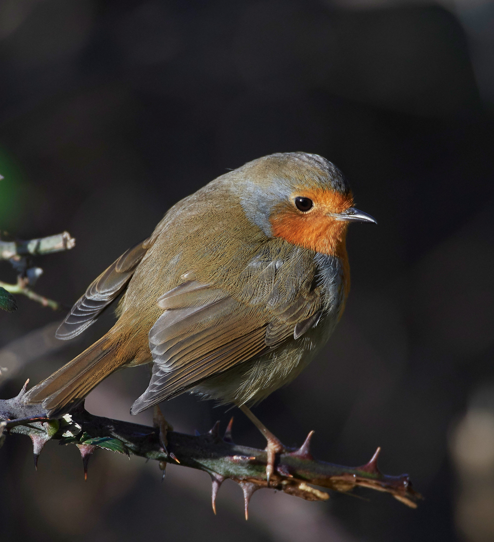 Robin190118-1