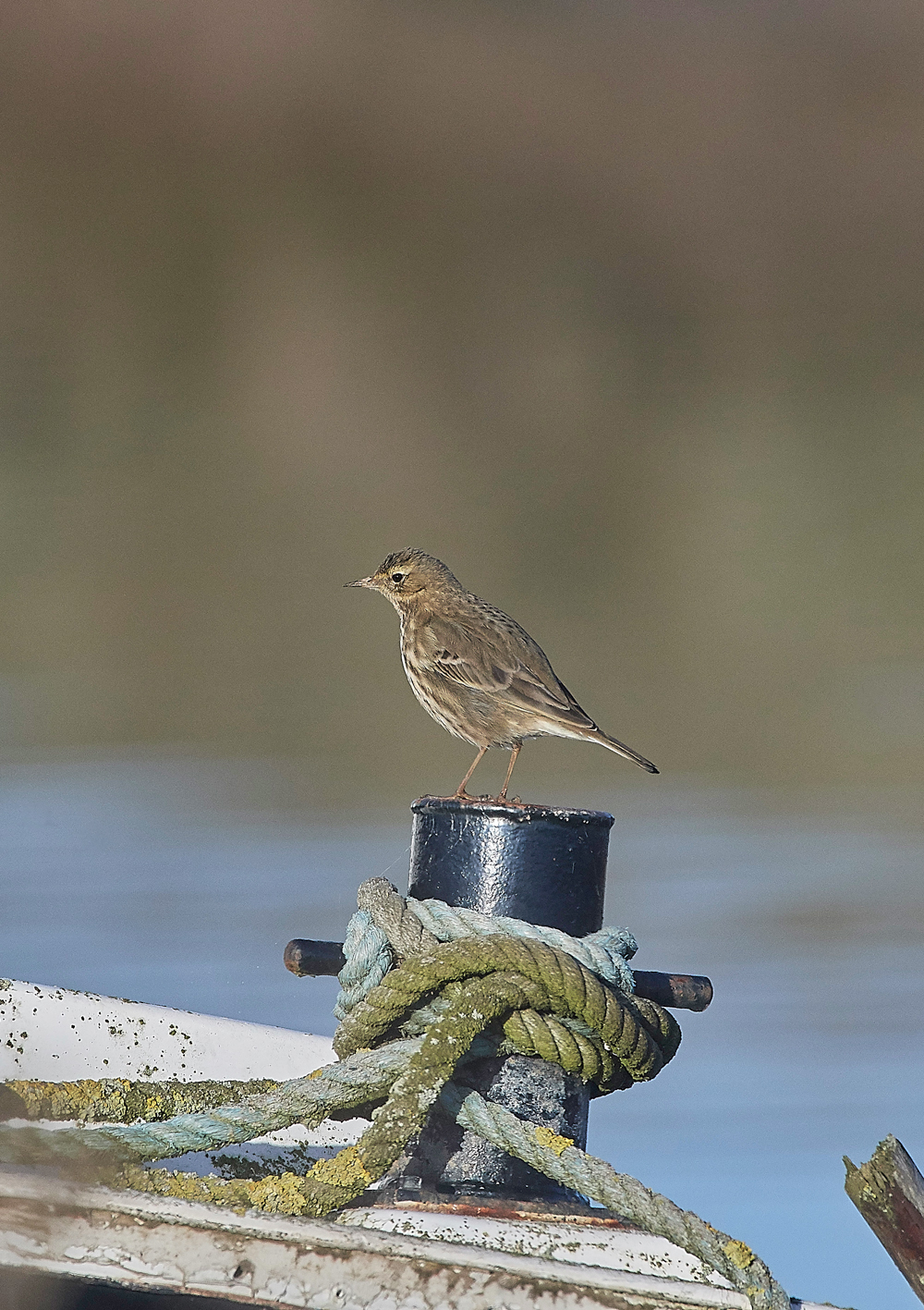 RockPipit260118-1