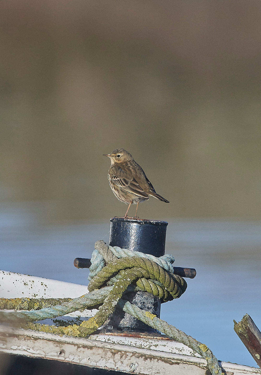 RockPipit260118-2