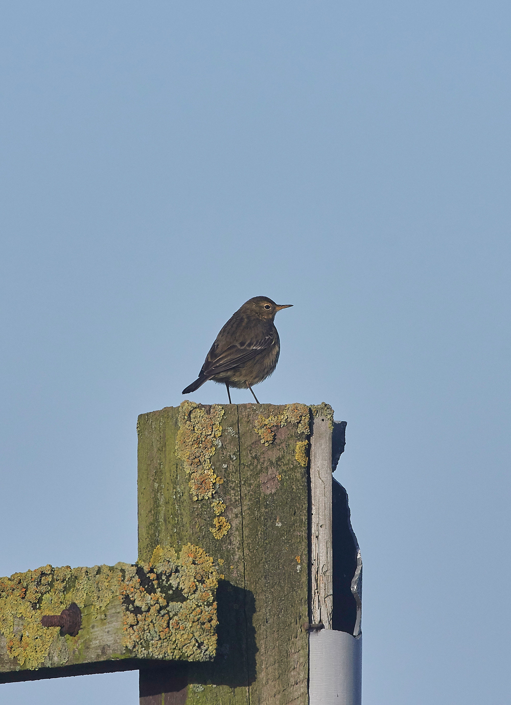 RockPipit260118-3