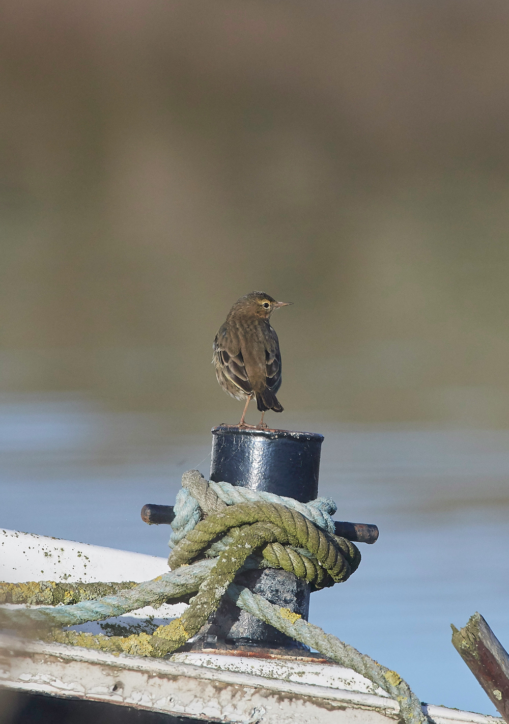 RockPipit260118-4