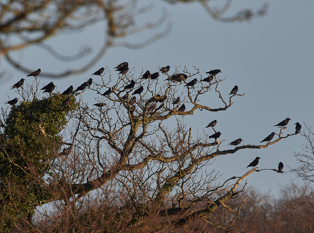 Rooks250118-2