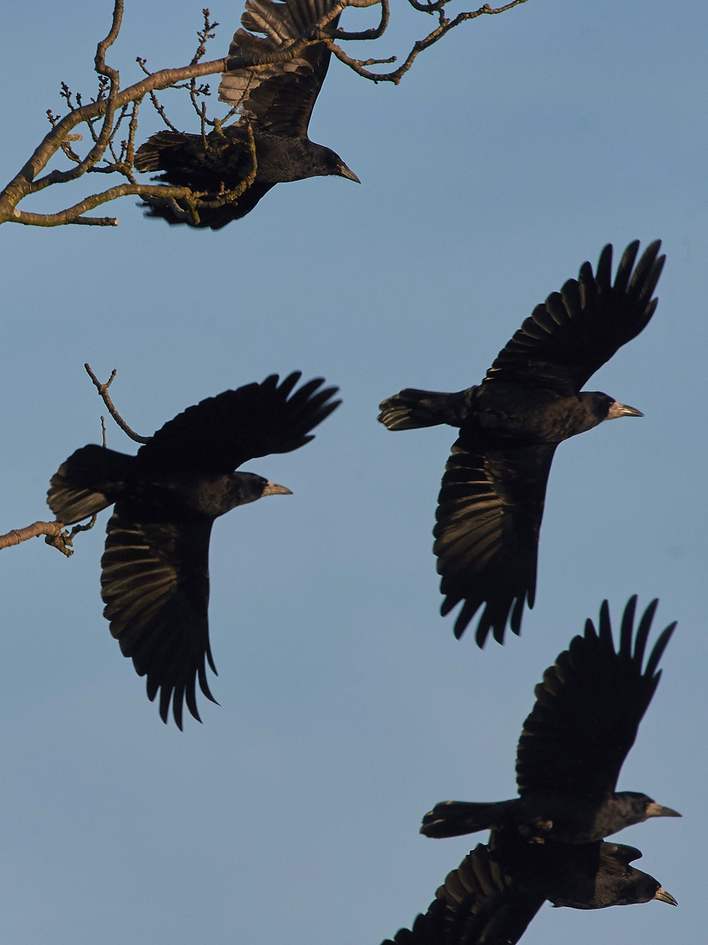 Rooks250118-3