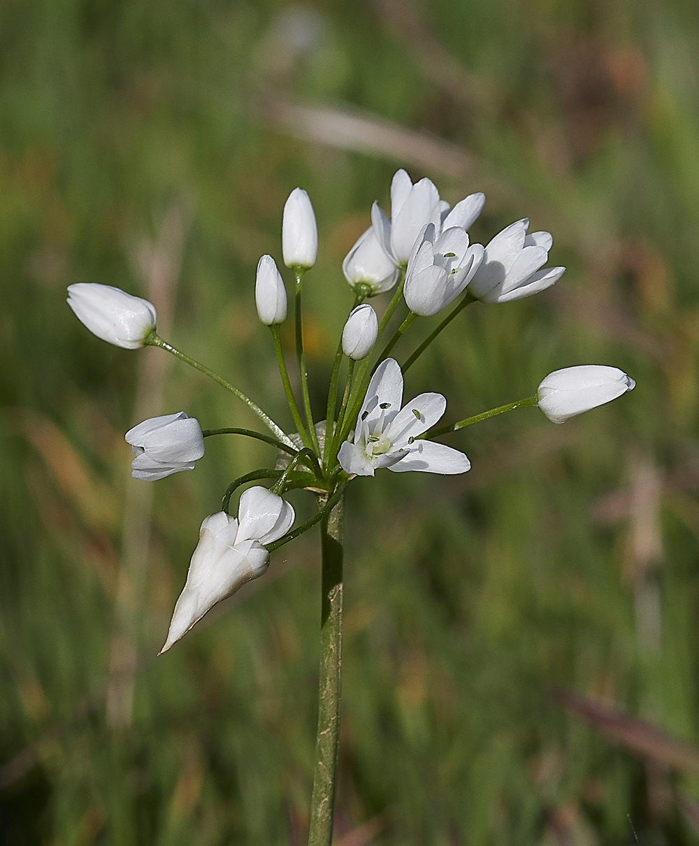 SalakosAlliumneapolitanum0418-1