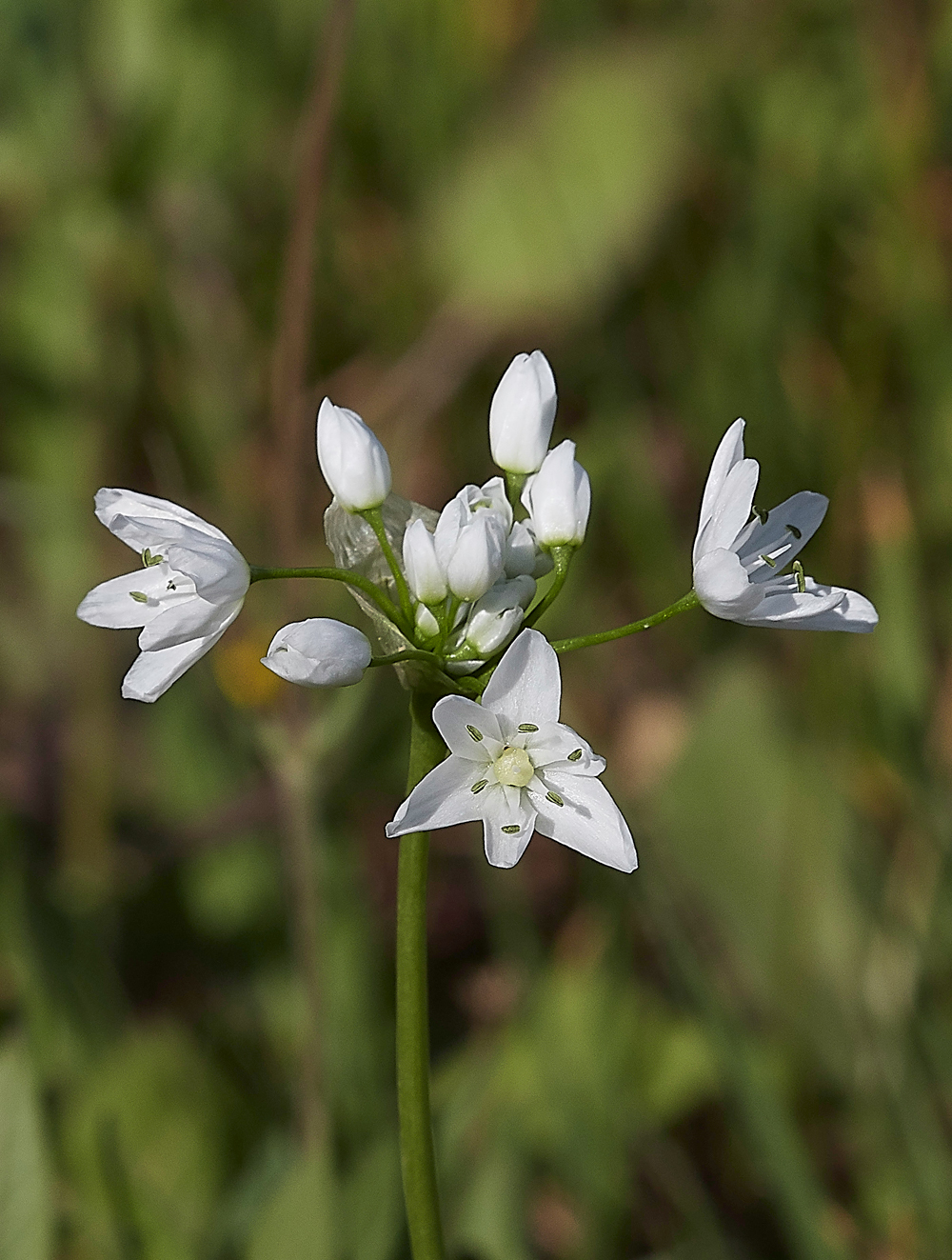 SalakosAlliumneapolitanum0418-2