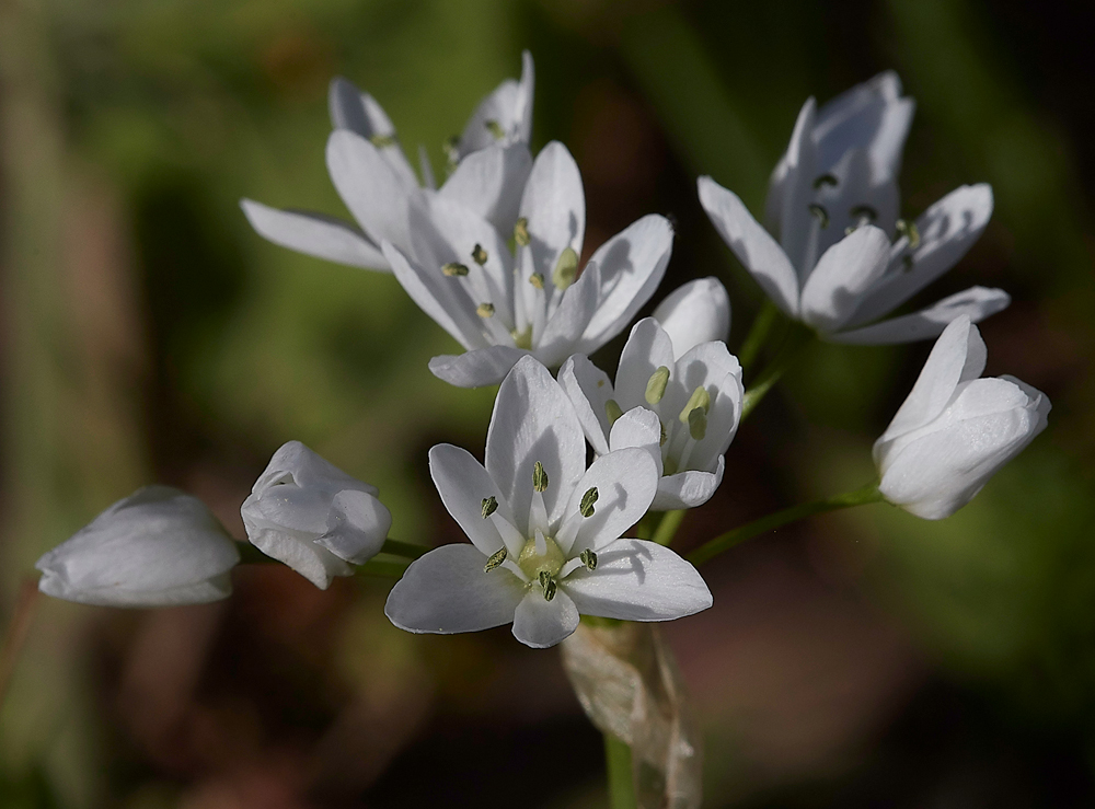 SalakosAlliumneapolitanum0418-3