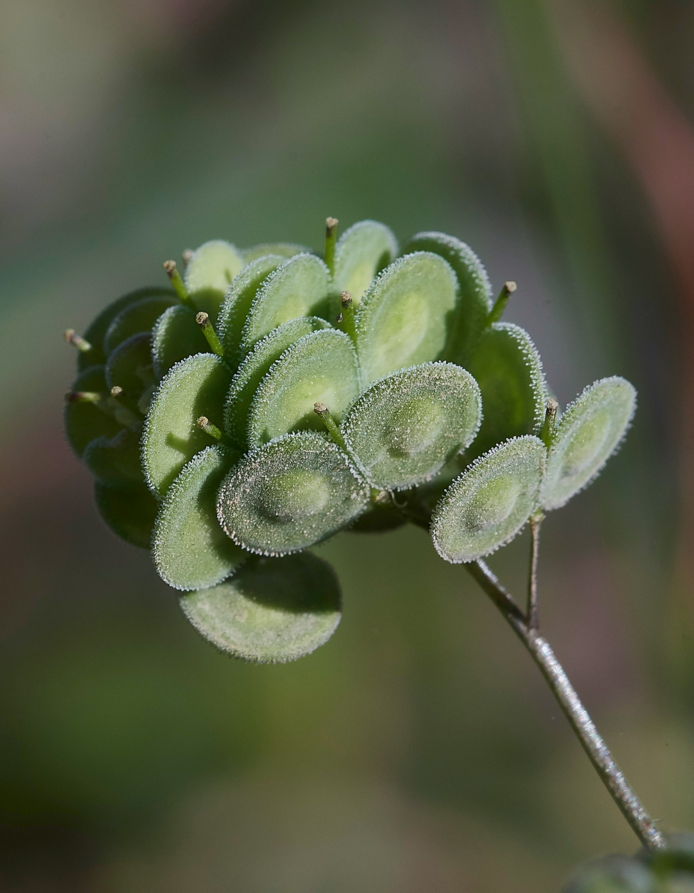 SalakosBiscutelladidyma0418-3