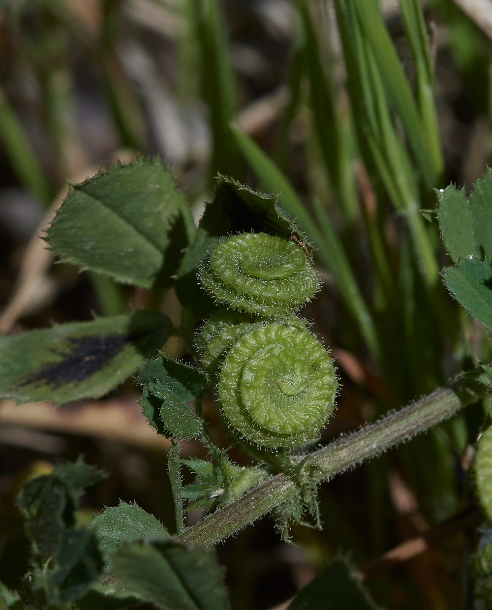 SalakosMedicago0418-1