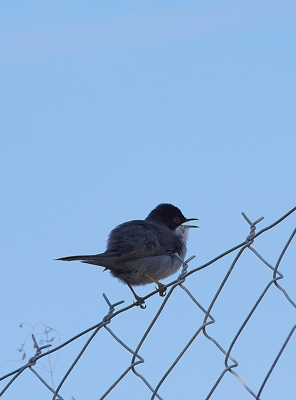 SalakosSardinianWarbler0418-1