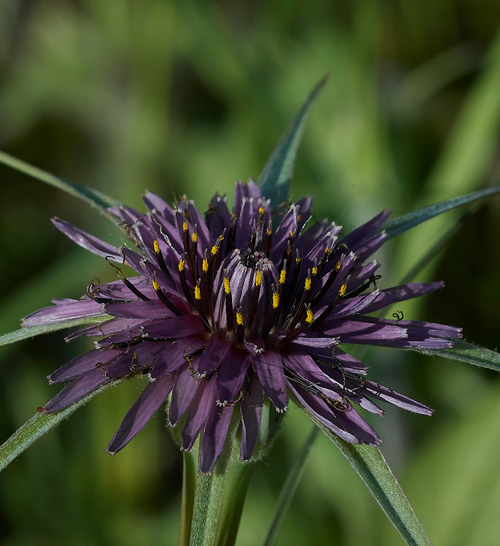 SalakosTragopogon0418-1