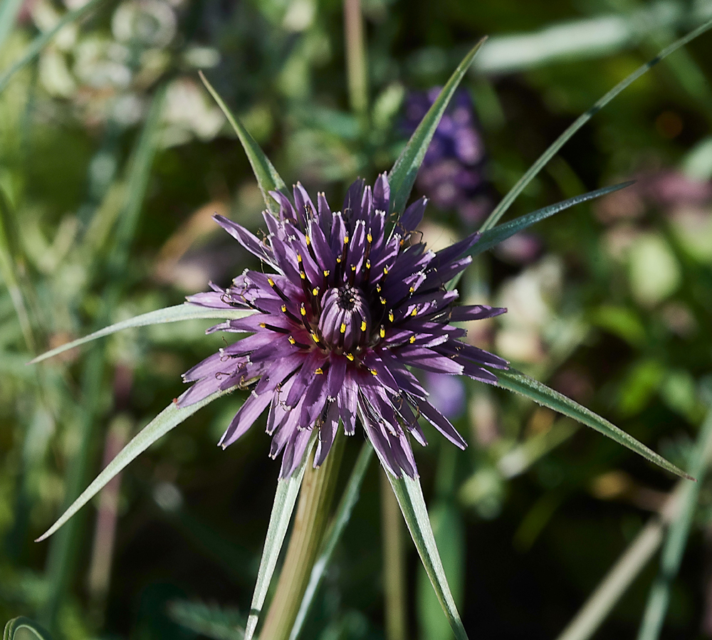 SalakosTragopogon0418-3