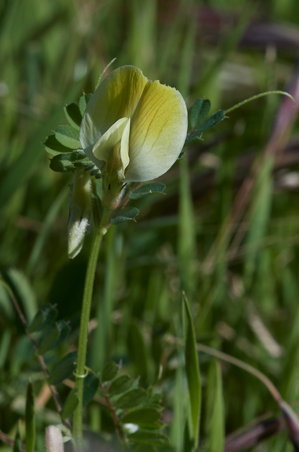 SalakosYellowVetch0418-1