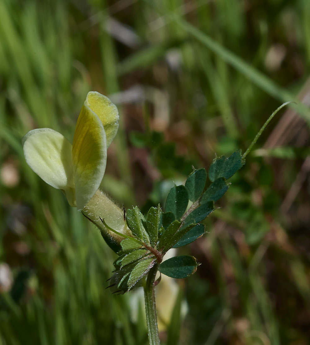 SalakosYellowVetch0418-2