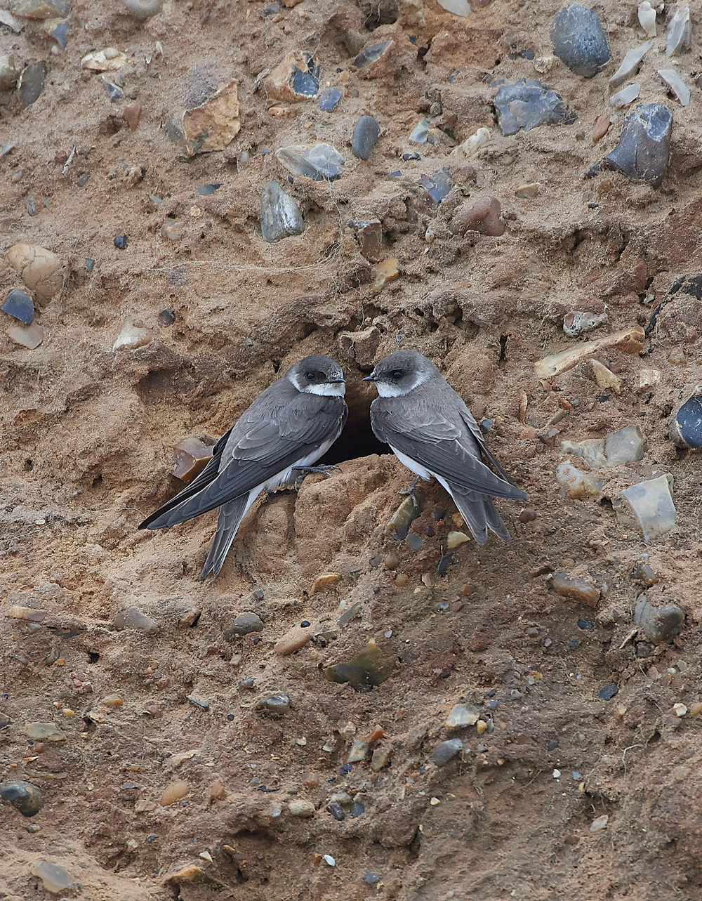 SandMartin260418-1