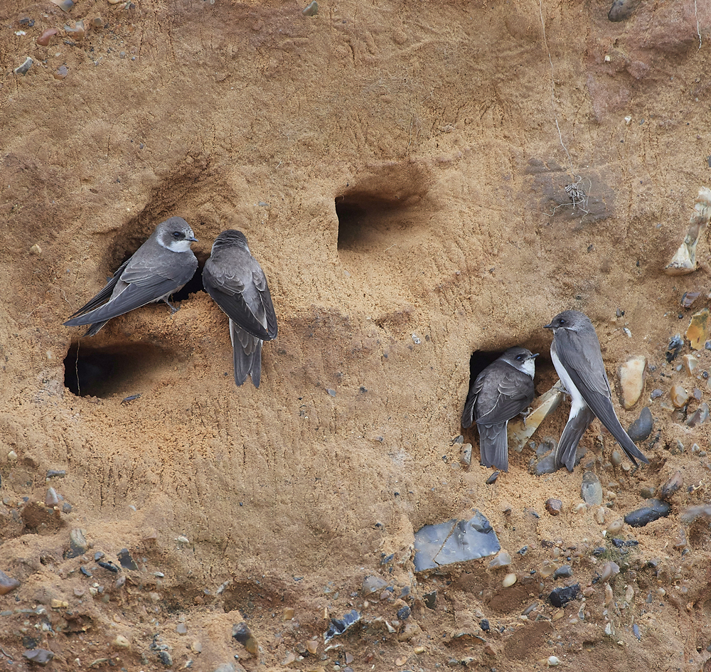 SandMartin260418-10