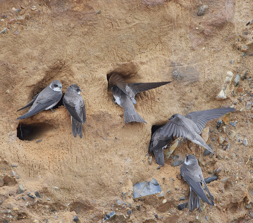 SandMartin260418-2