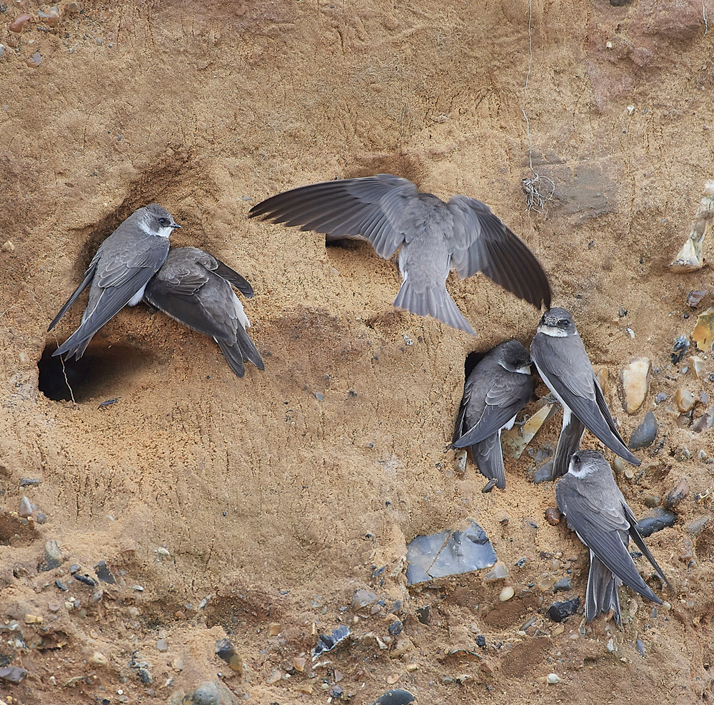 SandMartin260418-3