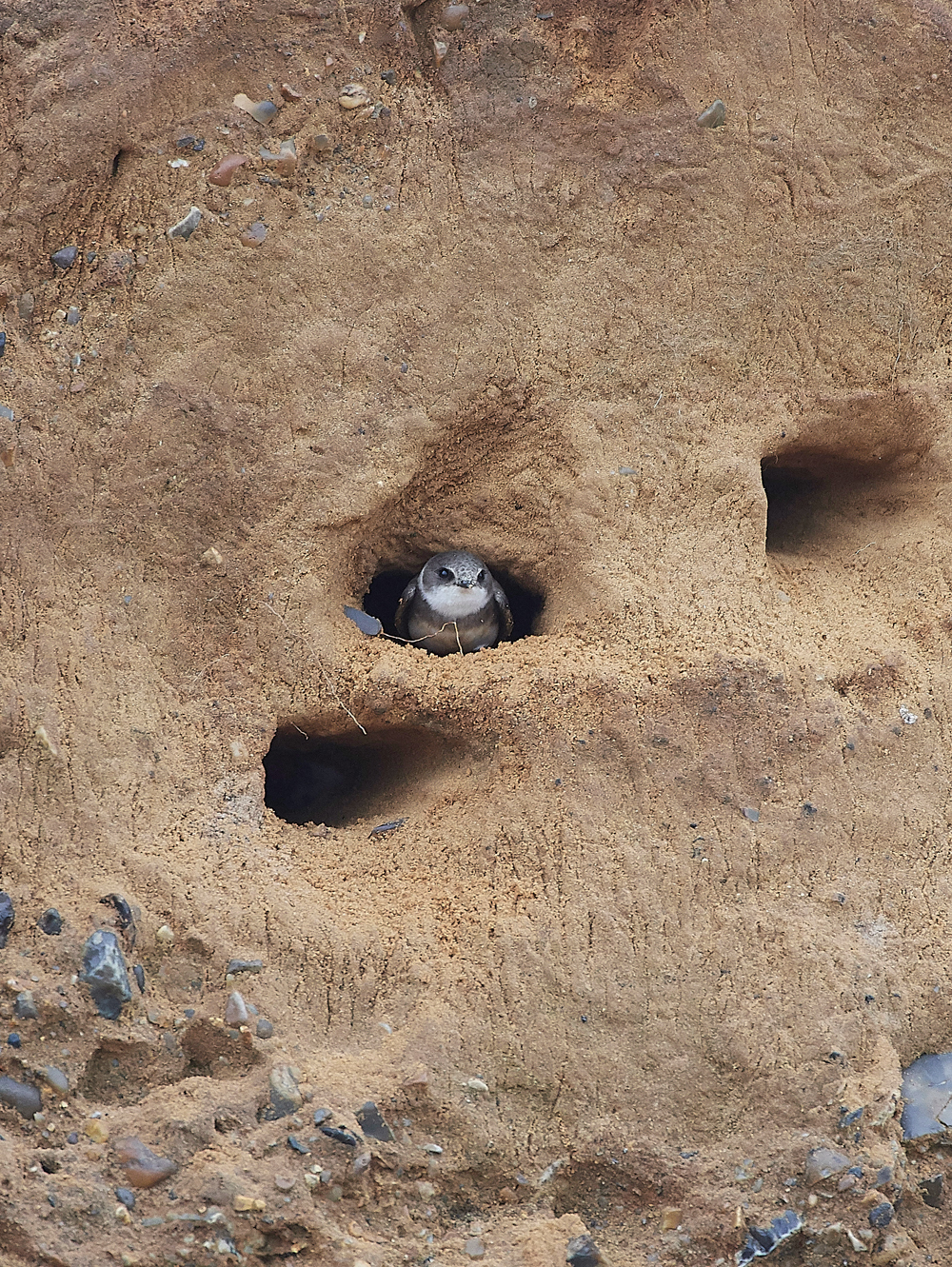 SandMartin260418-4