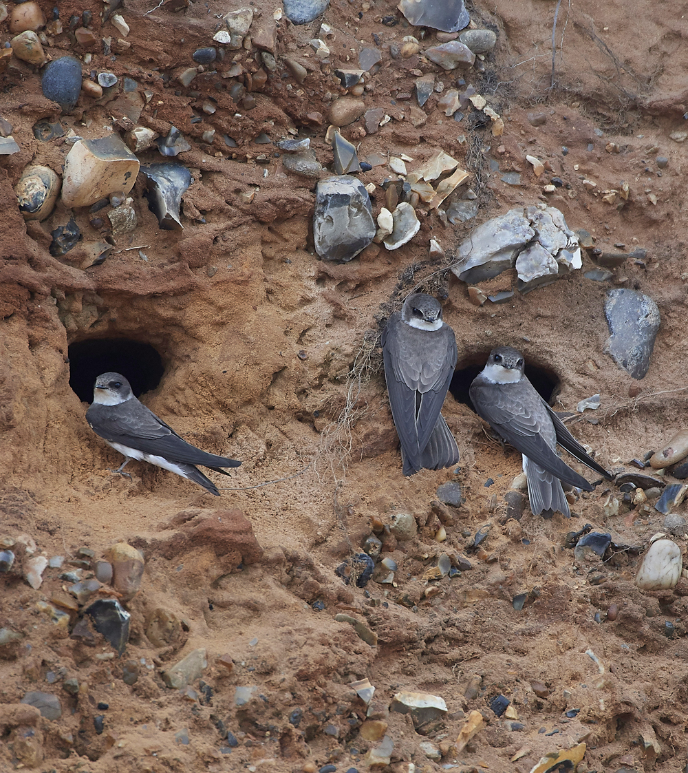 SandMartin260418-5