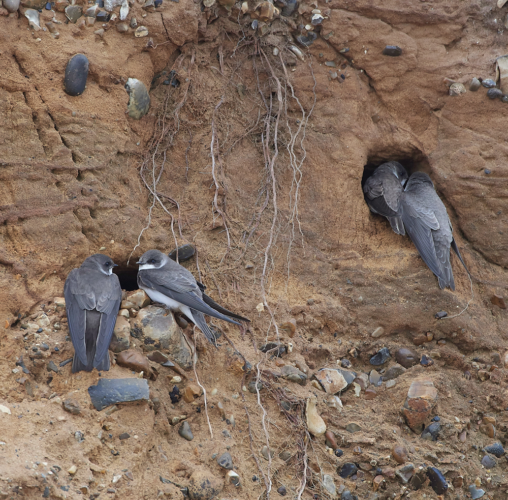 SandMartin260418-6