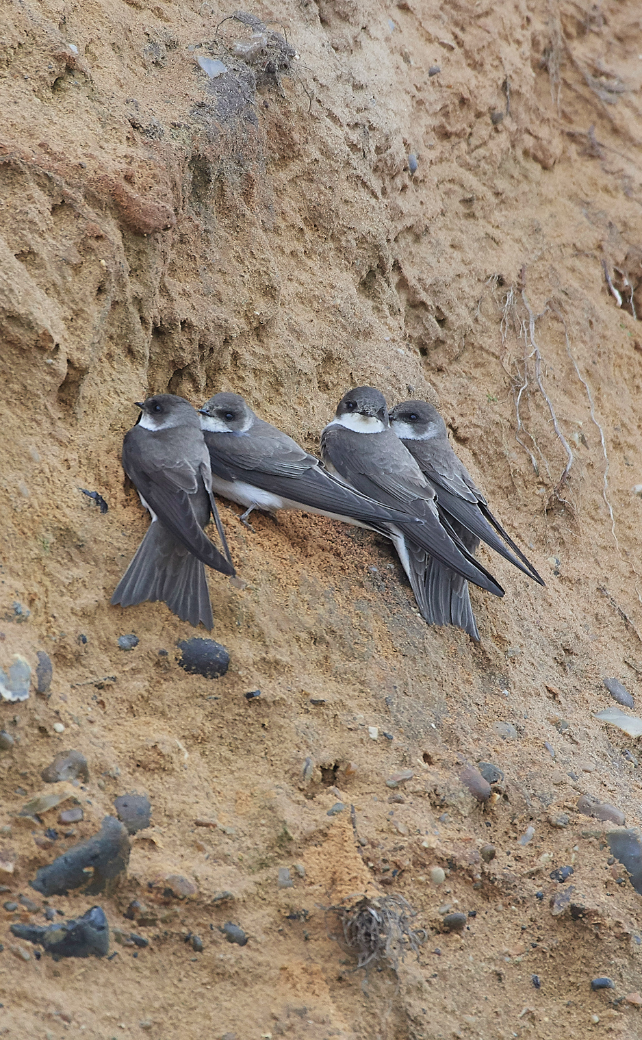 SandMartin260418-8