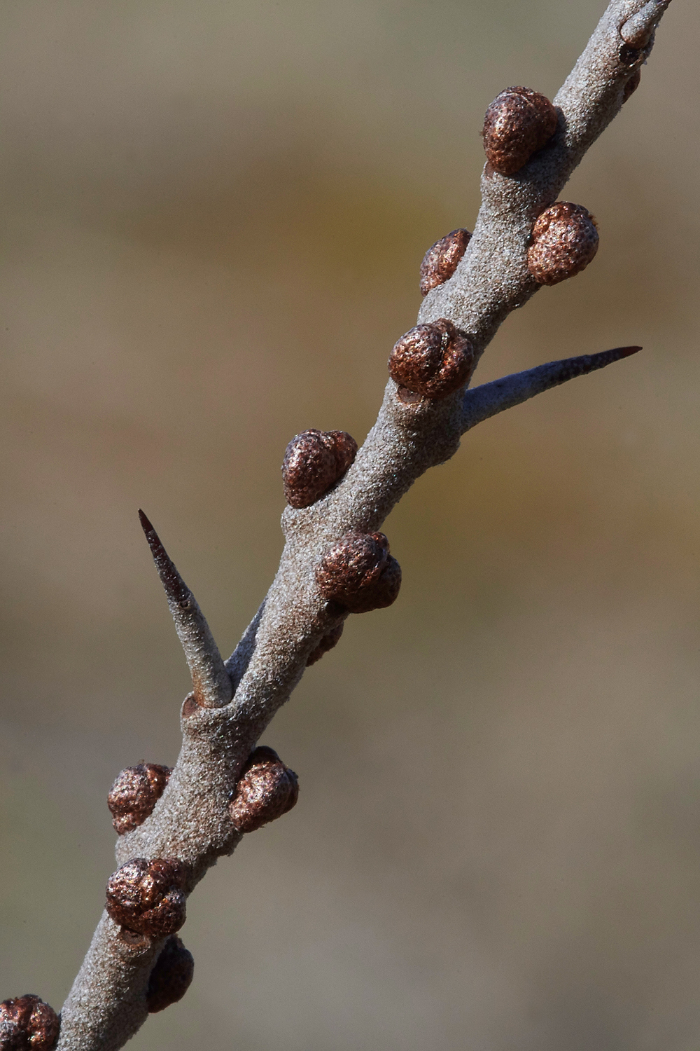 SeaBuckthorn120218-2