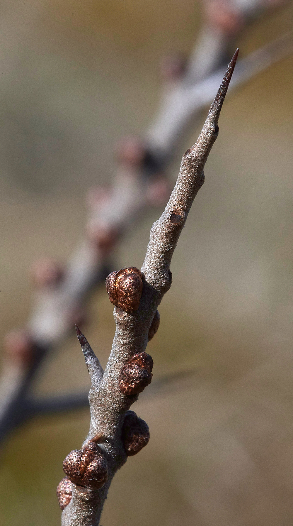 SeaBuckthorn120218-3