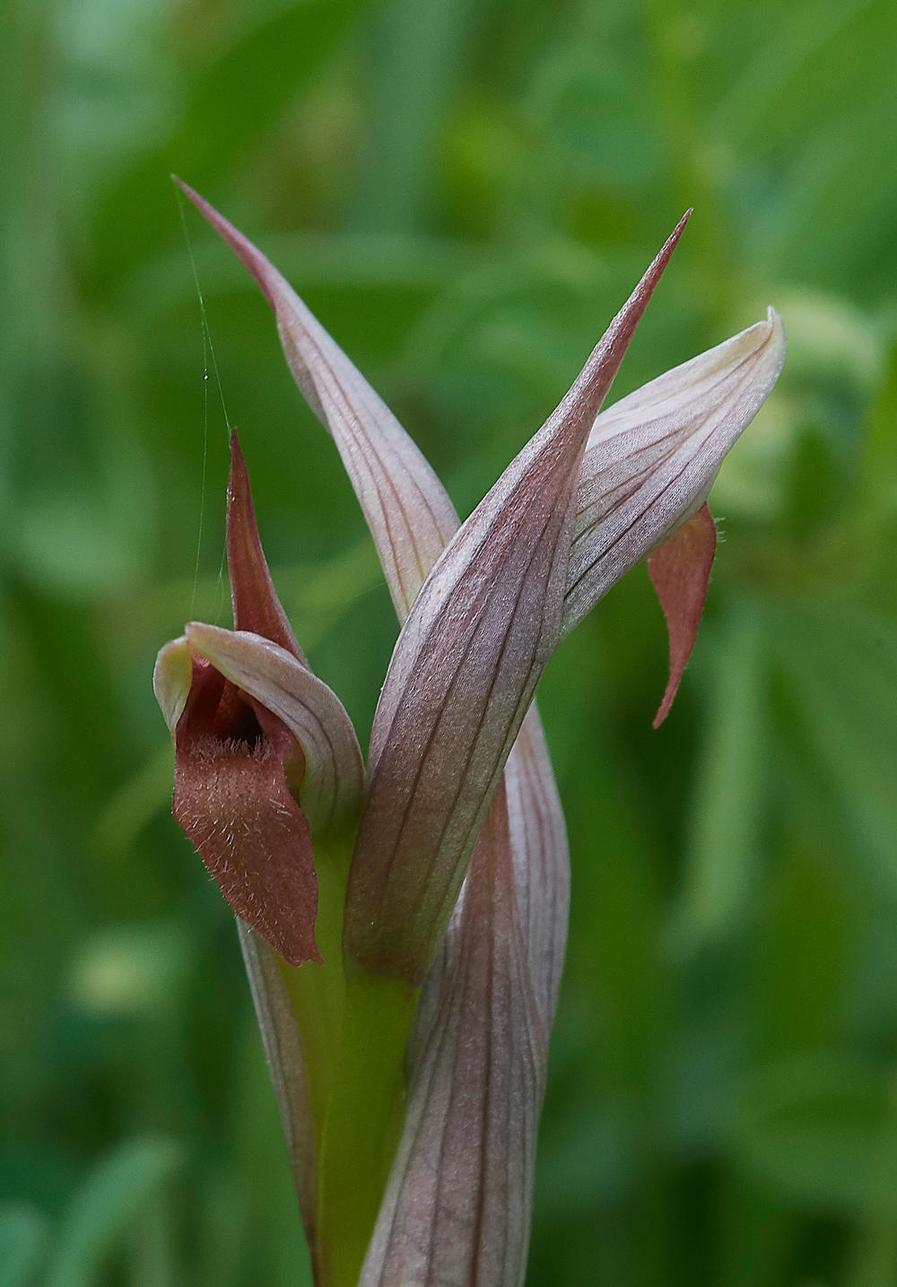 Serapiasparviflora0418-2