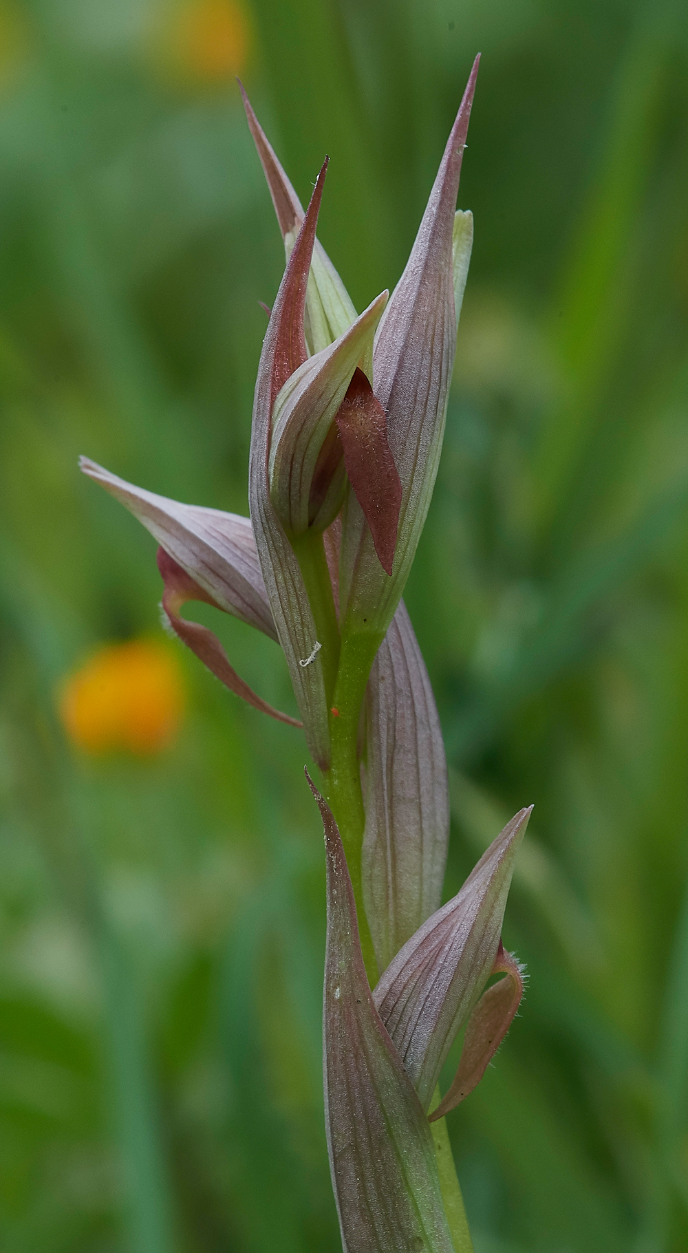 Serapiasparviflora0418-3