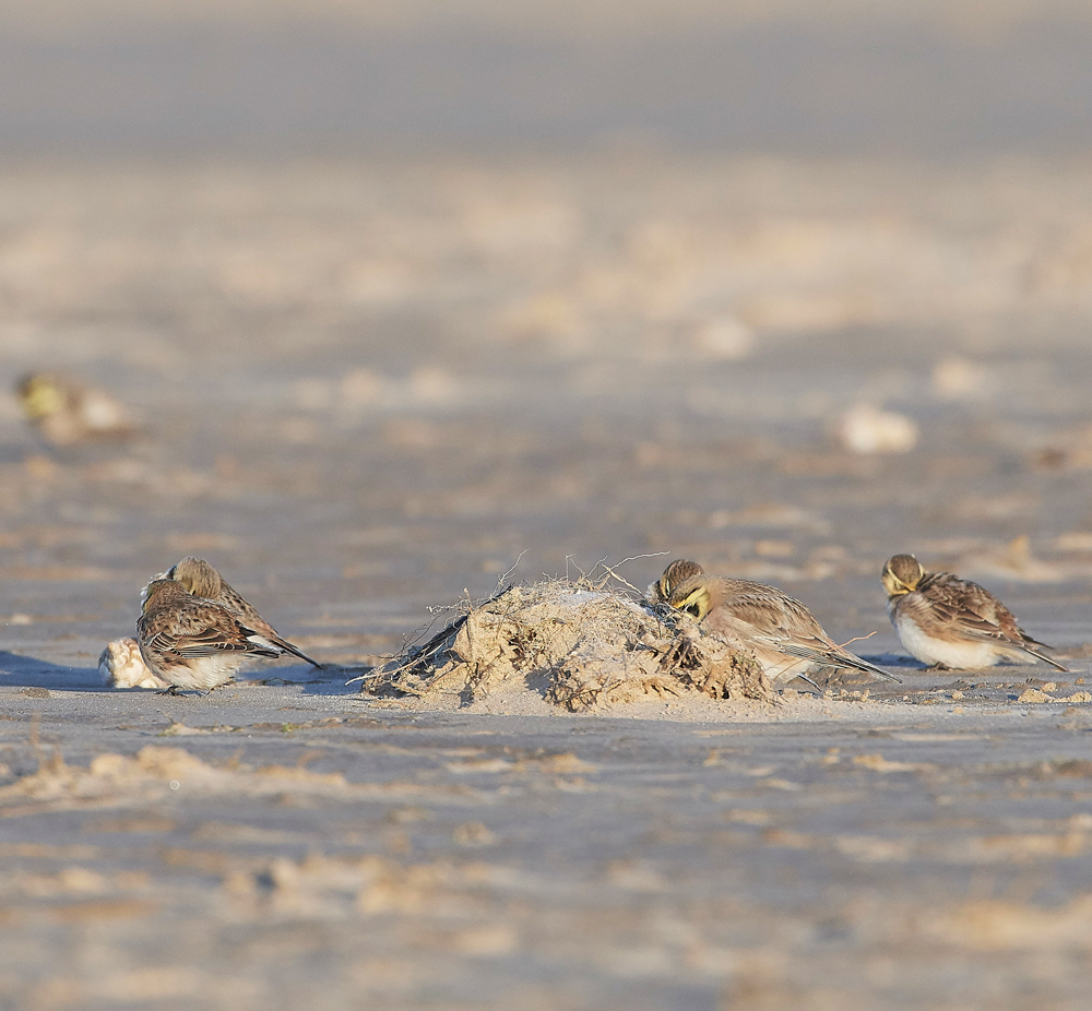 Shorelark120218-1