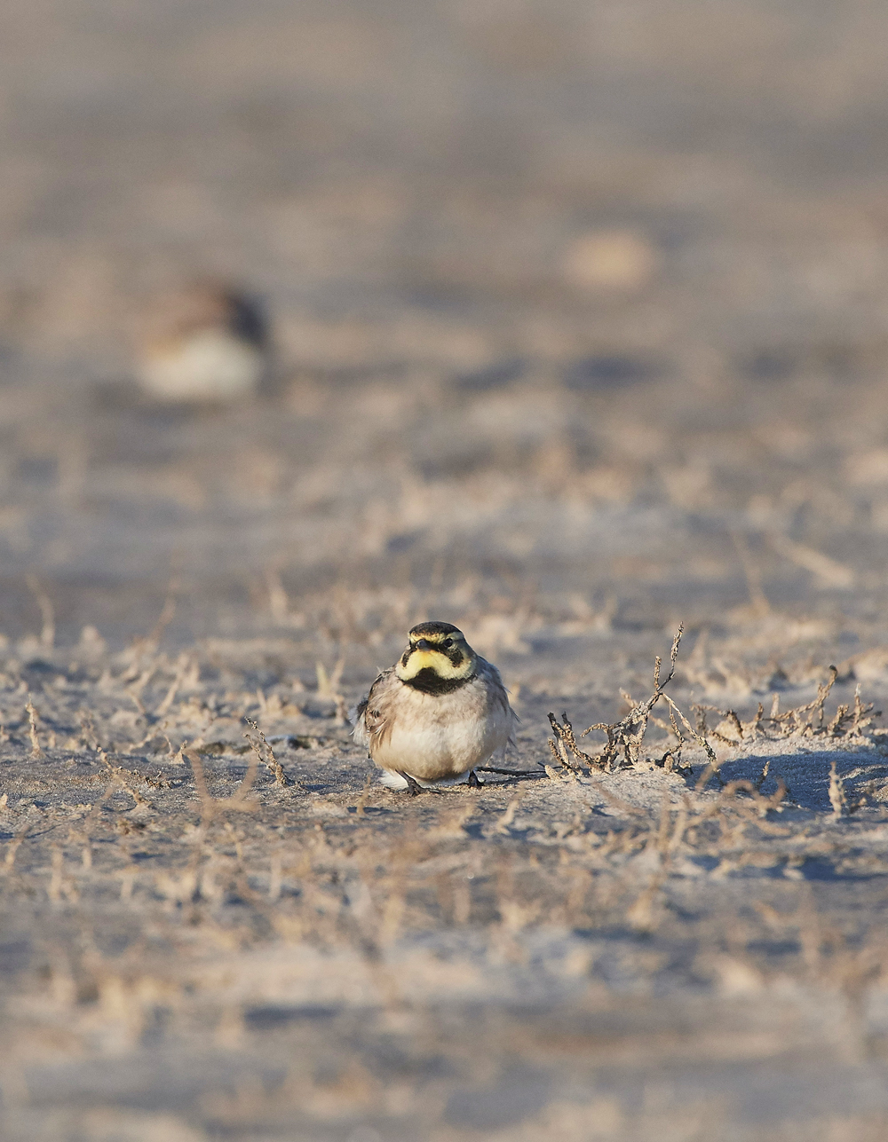 Shorelark120218-10