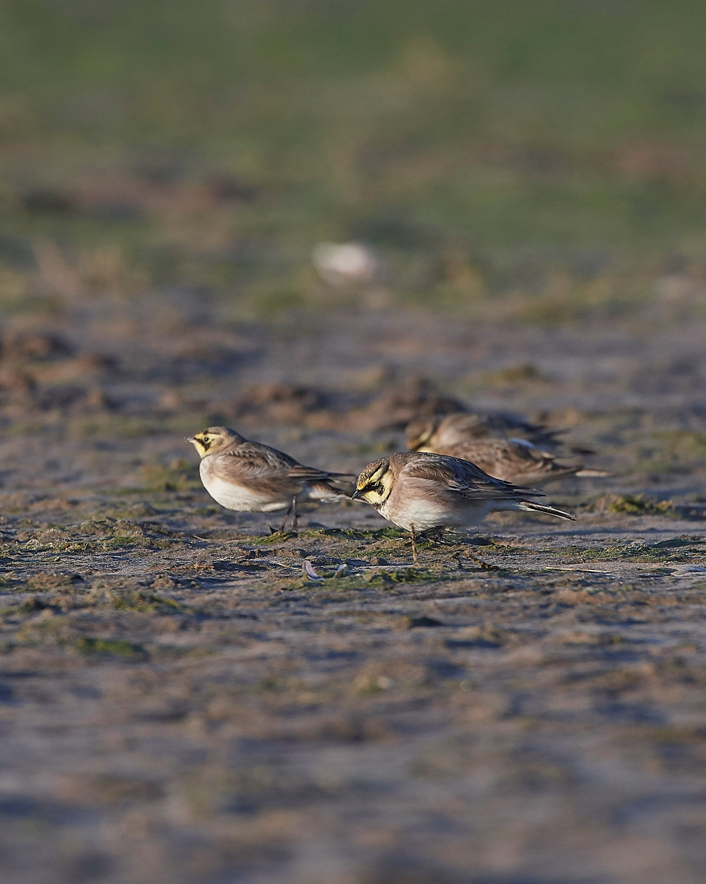 Shorelark120218-12