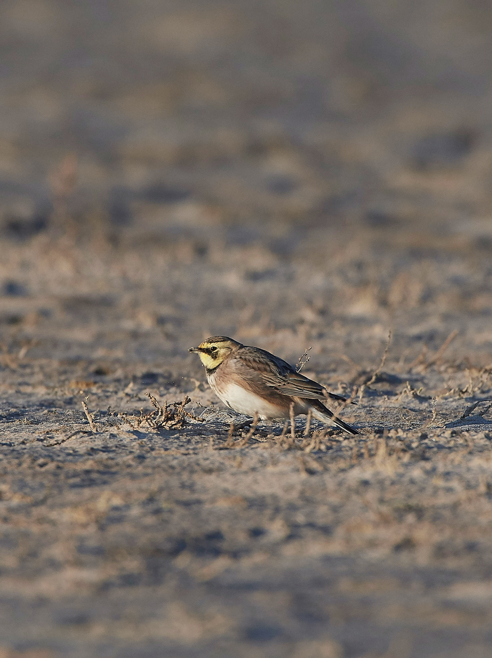 Shorelark120218-13