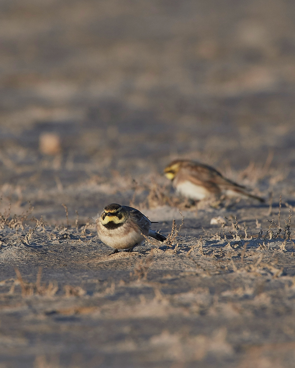 Shorelark120218-14