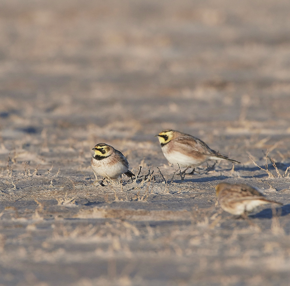 Shorelark120218-15