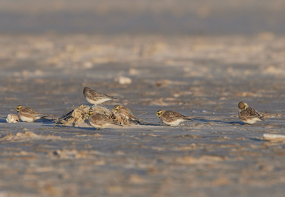 Shorelark120218-16