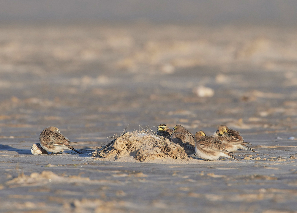 Shorelark120218-17