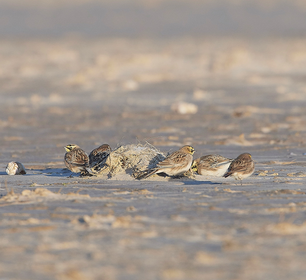 Shorelark120218-18