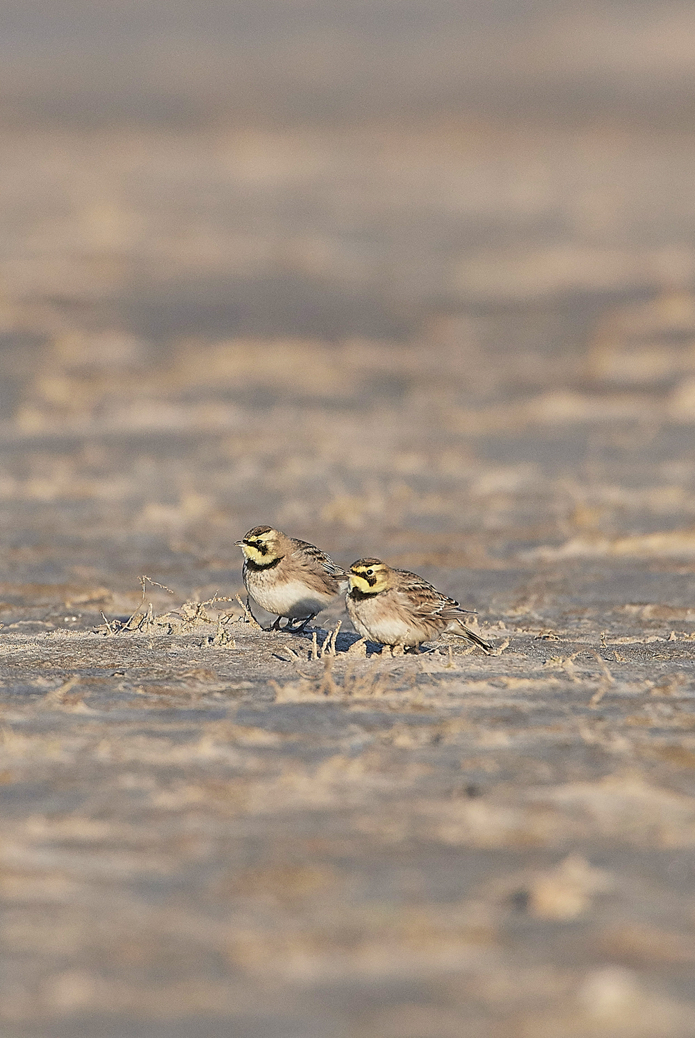 Shorelark120218-21