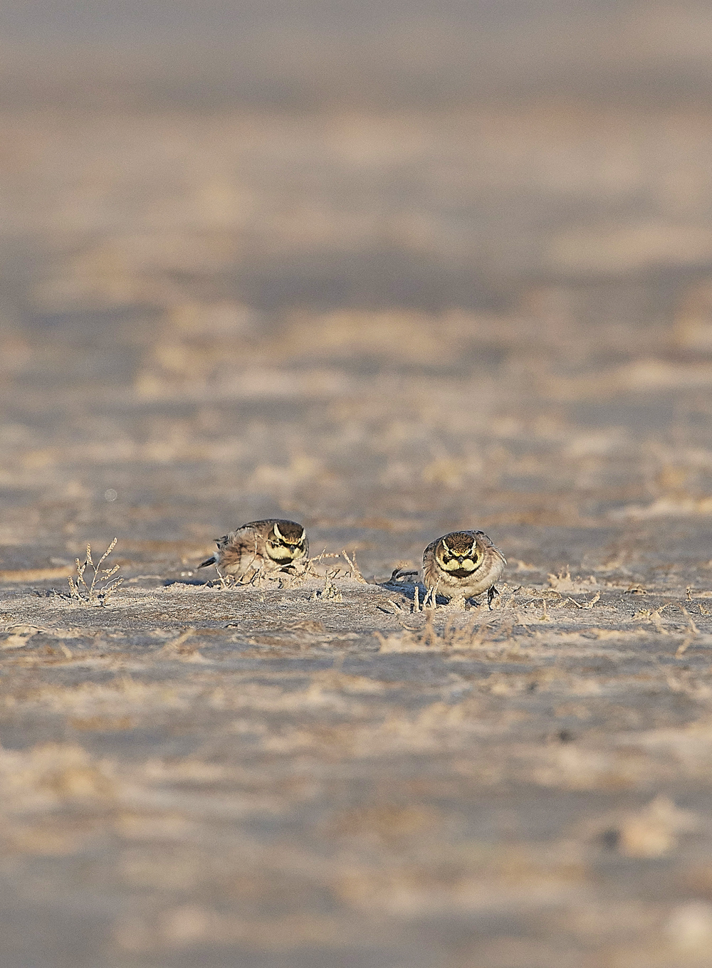 Shorelark120218-22