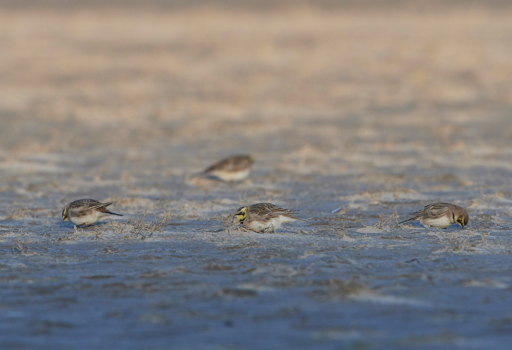 Shorelark120218-23