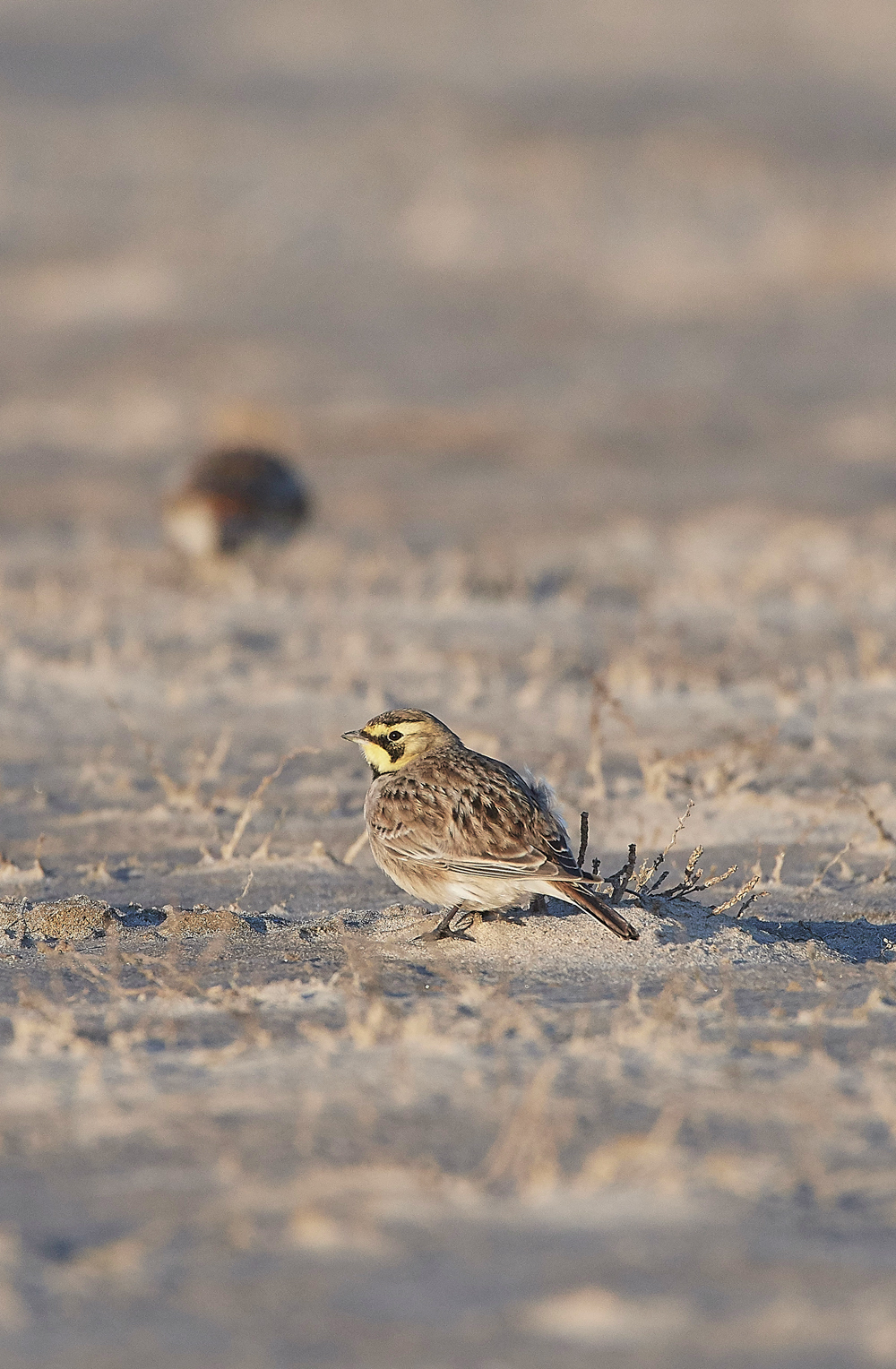 Shorelark120218-6