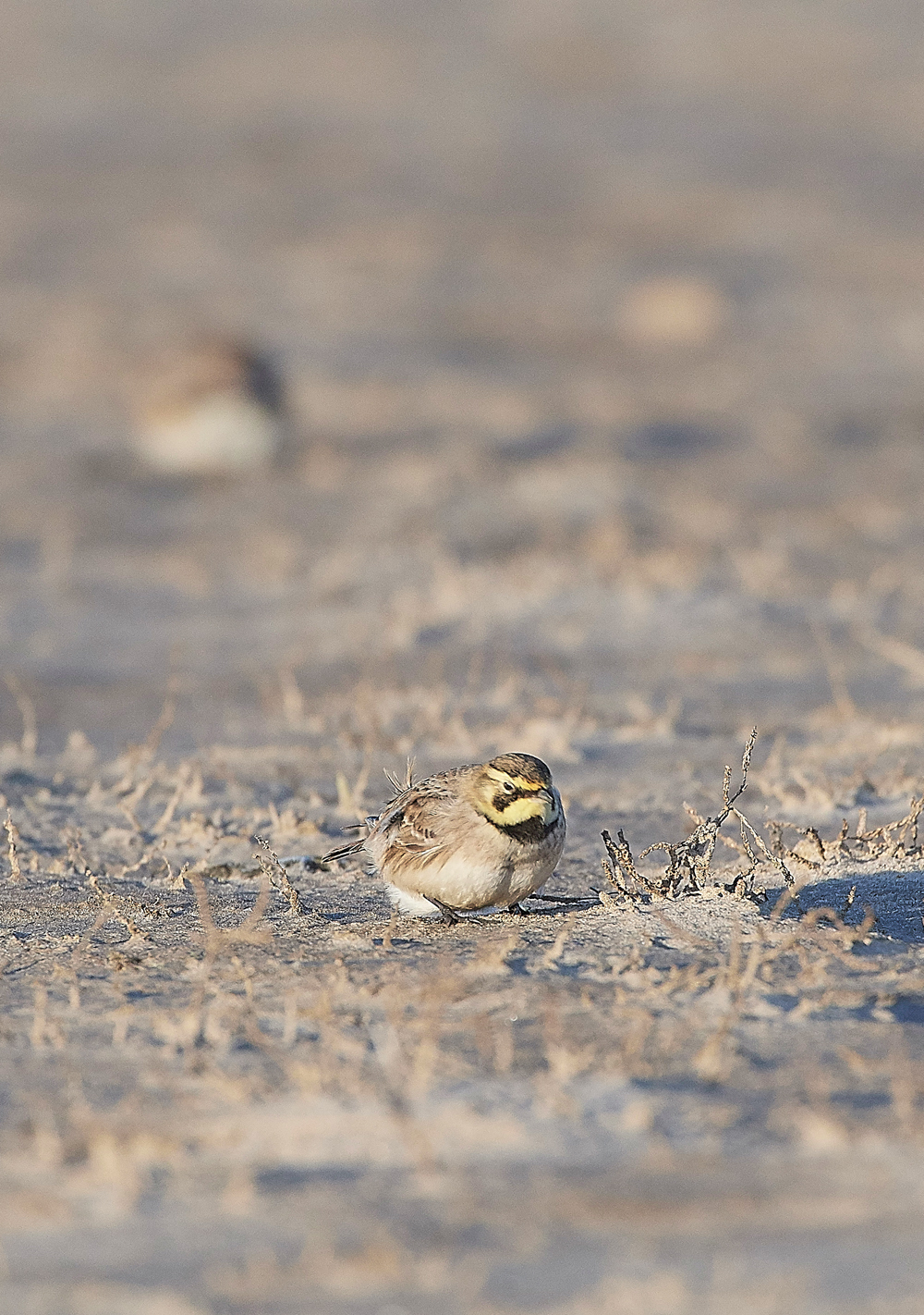 Shorelark120218-9