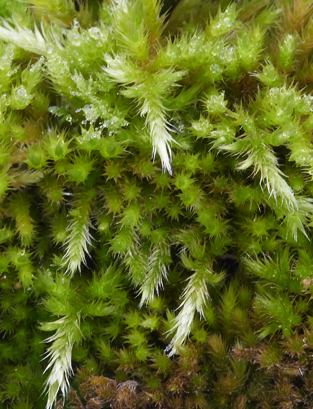 SilkyWallFeather-moss270118-1