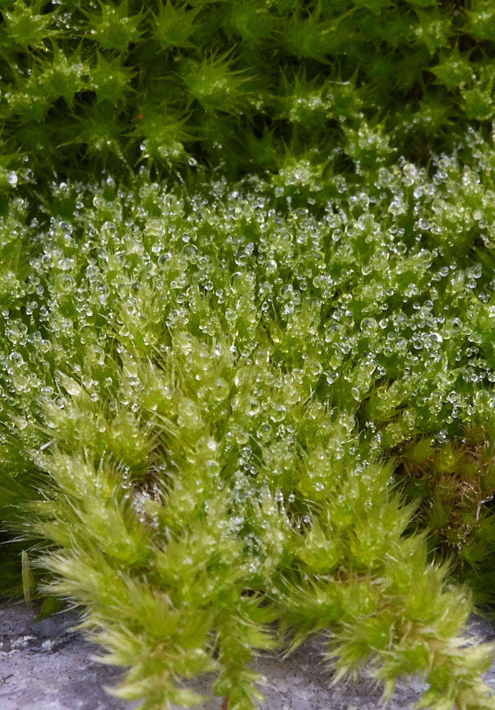 SilkyWallFeather-moss270118-2